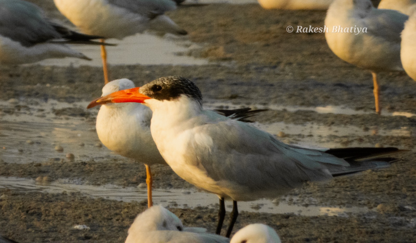 Caspian Tern